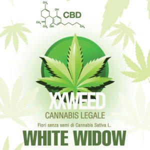 Bustina White Widow