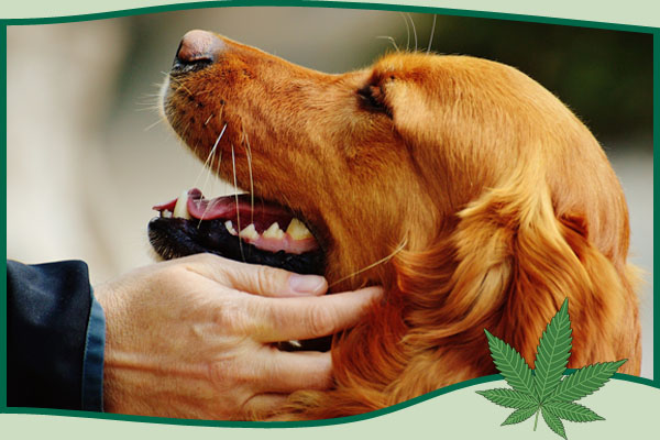 Cura degli Animali
