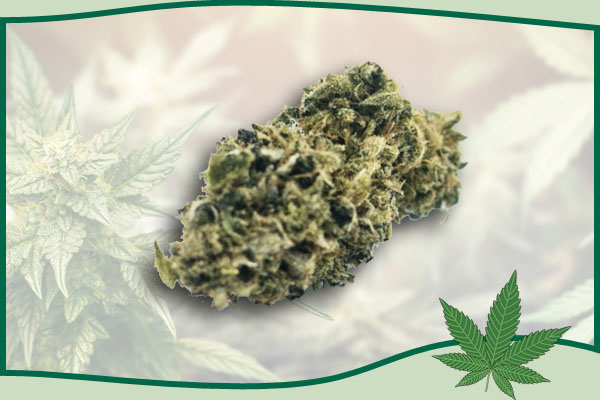Fiori XXWeed